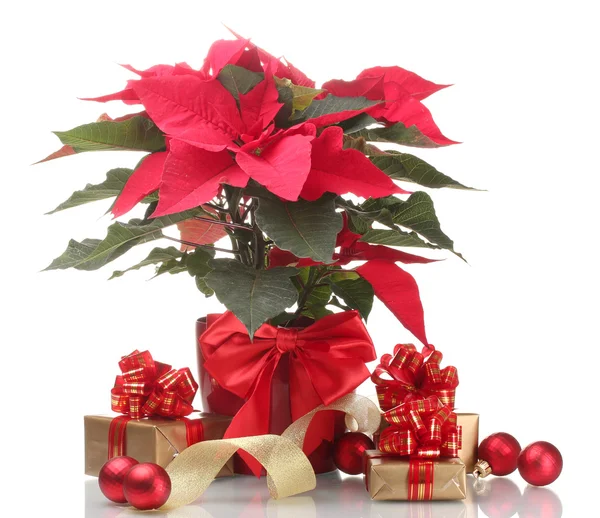 Vacker julstjärna i blomkruka, nyår bollar och gåvor isolerad på vit — Stockfoto