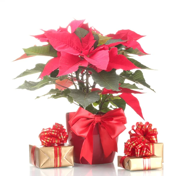 Beautiful poinsettia in flowerpot and gifts isolated on white — Stock Photo, Image