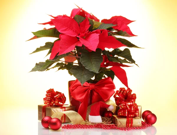 Vacker julstjärna i blomkruka, nyår bollar och presenter på gul bakgrund — Stockfoto