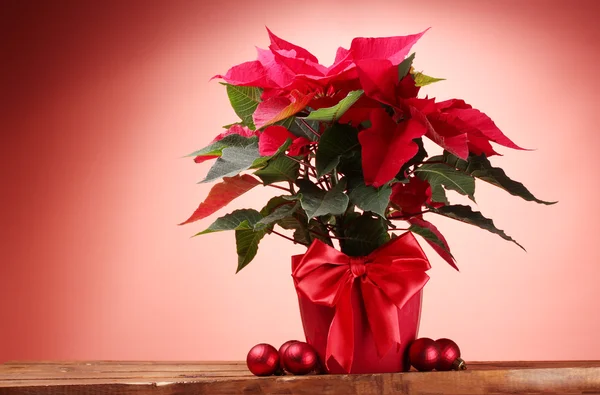 Bella poinsettia in vaso da fiori e palle di Natale su tavolo di legno su sfondo rosso — Foto Stock