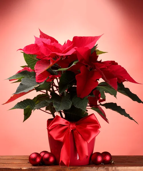 Vacker julstjärna i blomkruka och julen bollar på träbord på röd bakgrund — Stockfoto