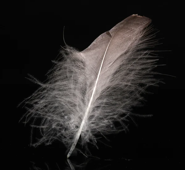 Beautiful feather on black background — Stock Photo, Image