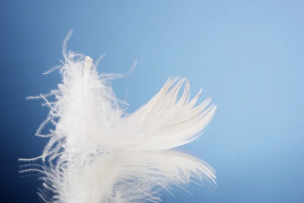 青色の背景に美しい羽 — ストック写真