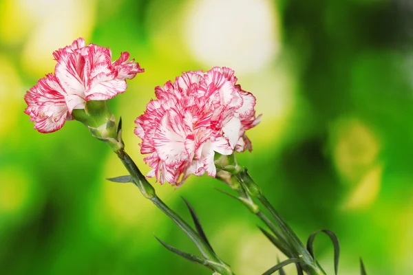 Beautiful carnations on green background — Stock Photo, Image