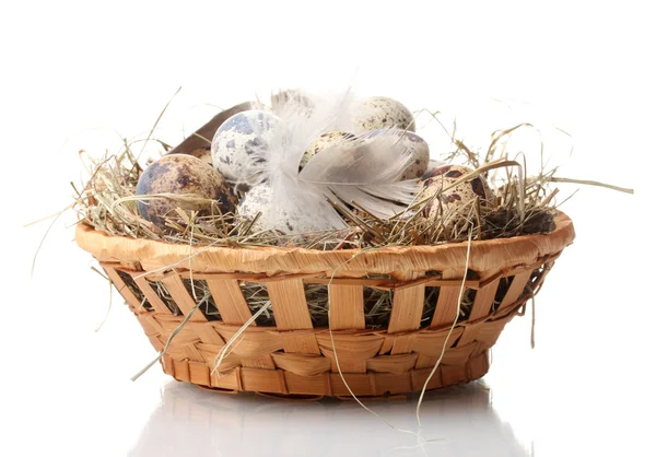 Uova di quaglia in nido isolato su bianco — Foto Stock