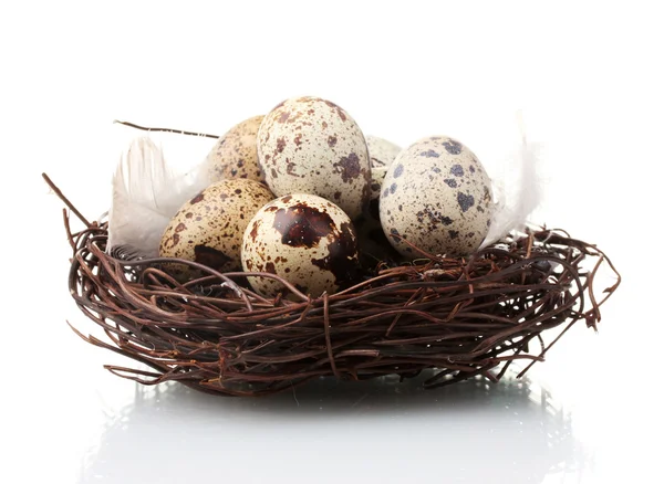 Ορτύκια αυγά σε φωλιά που απομονώνονται σε λευκό — Φωτογραφία Αρχείου
