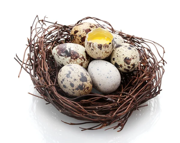 Przepiórcze jaja w gnieździe na białym tle — Zdjęcie stockowe