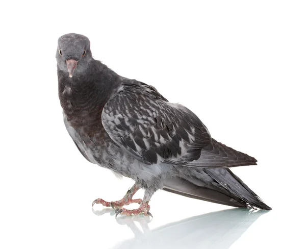 Один сірий голуб ізольований на білому — стокове фото