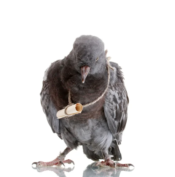 Jedna šedá-holub izolovaných na bílém — Stock fotografie