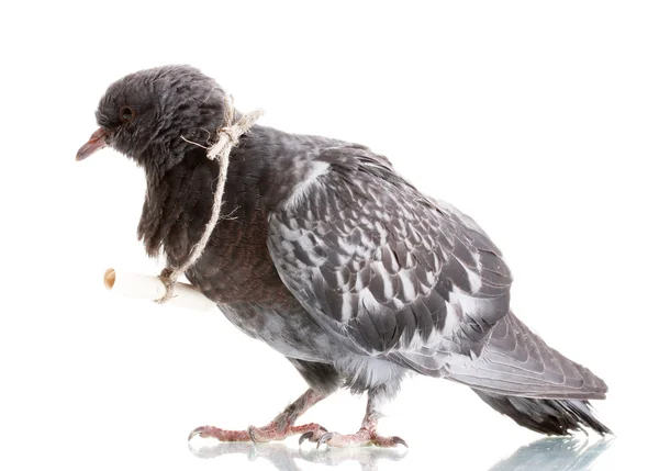 Um pombo-mensageiro cinzento isolado sobre branco — Fotografia de Stock