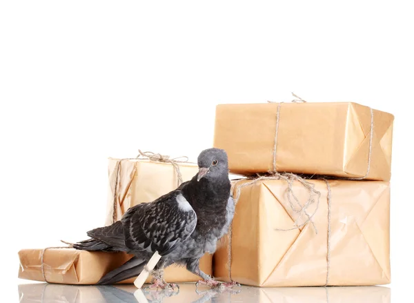 Jeden szary Posłaniec gołębi pocztowych i paczek na białym tle — Zdjęcie stockowe