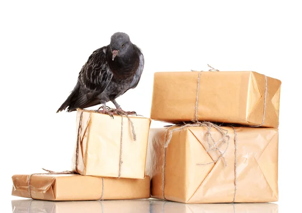 stock image One grey messenger-pigeon and parcels isolated on white