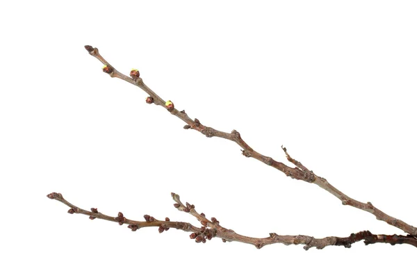 Mooie abrikoos bloesems geïsoleerd op wit — Stockfoto