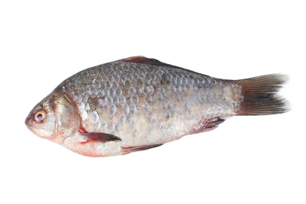 Pesce fresco isolato su bianco — Foto Stock
