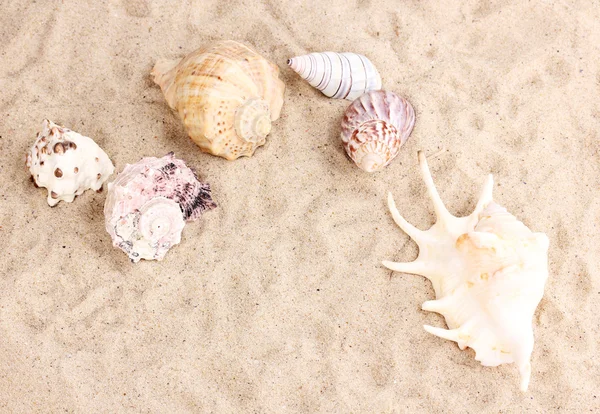 Seashells em Areia — Fotografia de Stock