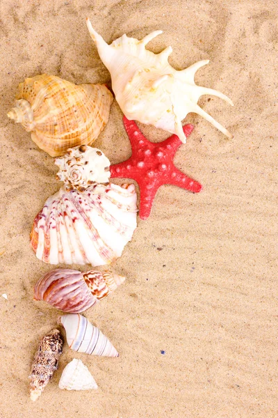 Muscheln und Seesterne auf Sand — Stockfoto