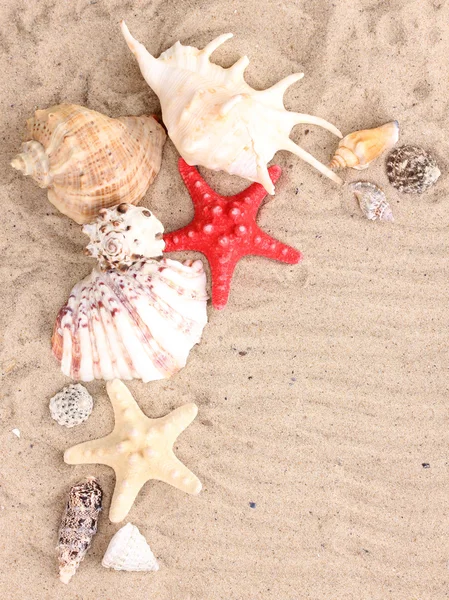 Mušle a hvězdice na písku — Stock fotografie