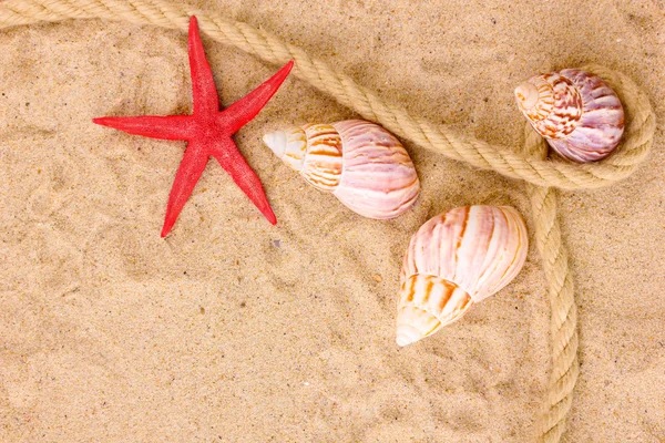 Κοχύλια και αστερίες με σχοινί στην άμμο — Φωτογραφία Αρχείου