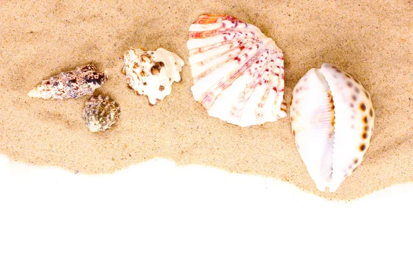 Cáscaras de mar en arena — Foto de Stock