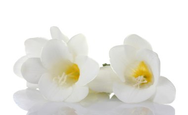 Beautiful freesia isolated on white