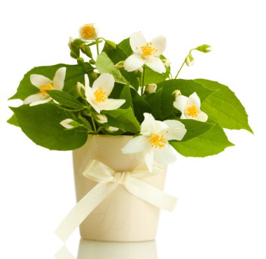 cam aranjman beyaz izole güzel Yasemin çiçekleri