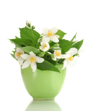 Yeşil vazodaki güzel yasemin çiçekleri beyaza izole edilmiş.