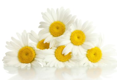 Beautiful daisies flowers isolated on white clipart