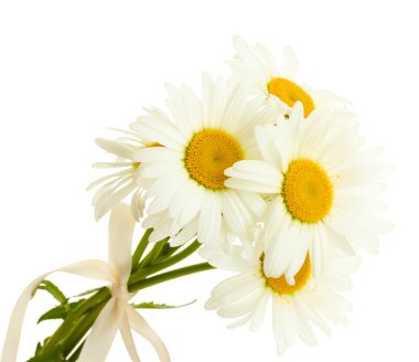 Sbeautiful daisies flowers isolated on white clipart