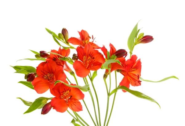 Alstroemeria flores rojas aisladas en blanco —  Fotos de Stock