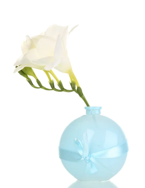 Schöne Freesien in der Vase isoliert auf weiß — Stockfoto