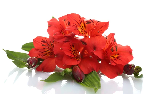 Alstroemeria rode bloemen geïsoleerd op wit — Stockfoto
