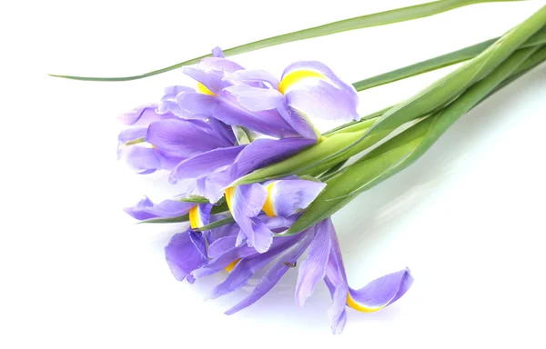 Beautiful bright irises isolated on white — Stock Photo, Image