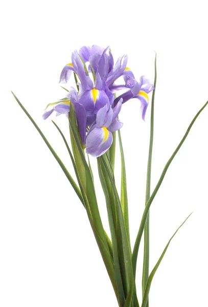Schöne helle Iris isoliert auf weiß — Stockfoto
