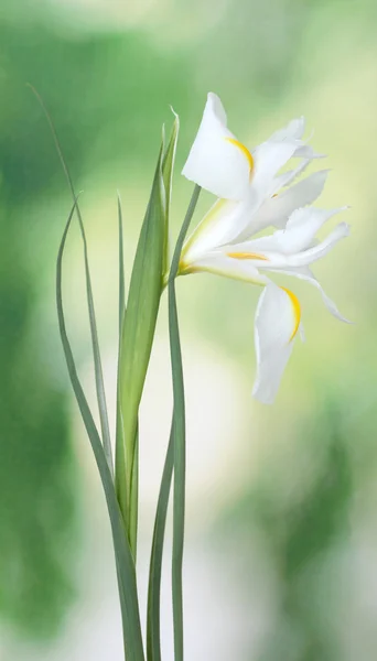 Beautiful iris on green background — Stock Photo, Image