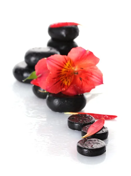 Spa kamienie z kropli, czerwony kwiat na białym tle płatki — Zdjęcie stockowe