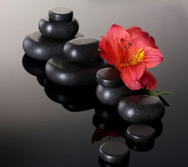 Piedras de spa y flor roja sobre fondo gris —  Fotos de Stock