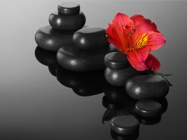 Piedras de spa y flor roja sobre fondo gris — Foto de Stock