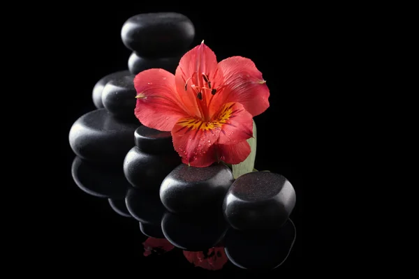 Wellness kameny a červený květ na černém pozadí — Stock fotografie