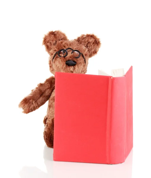 Bear toy reading book isolated on white — Stock Photo, Image