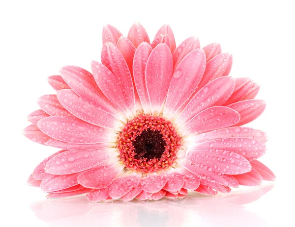 Mooie roze gerbera met druppels geïsoleerd op wit — Stockfoto