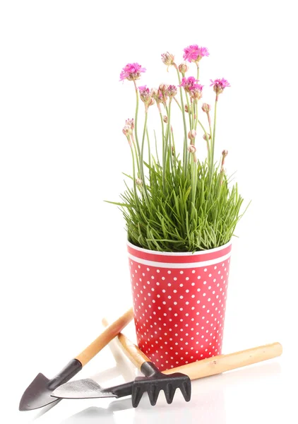 Flores cor de rosa em vaso com instrumentos isolados em branco — Fotografia de Stock