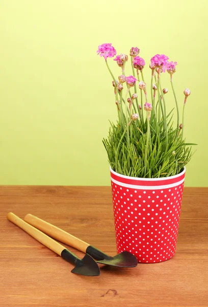 Pink flowers in pot with instruments on wooden table on green background — Stock Photo, Image