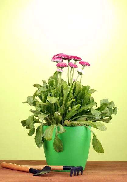 緑色の背景で木製テーブル上測定器ポットのピンク色の花 — ストック写真