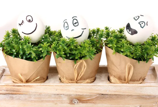 Белые яйца со смешными лицами на зеленых кустах — стоковое фото
