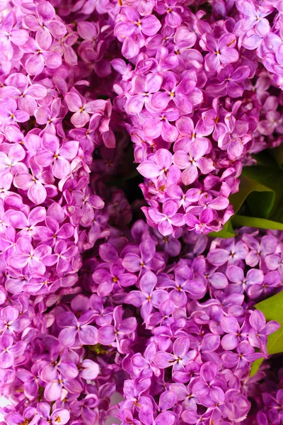 Fondo de hermosas flores lila — Foto de Stock