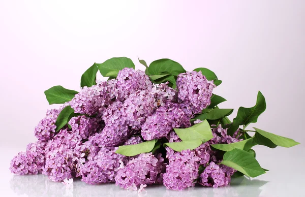 Bellissimi fiori lilla su sfondo viola — Foto Stock