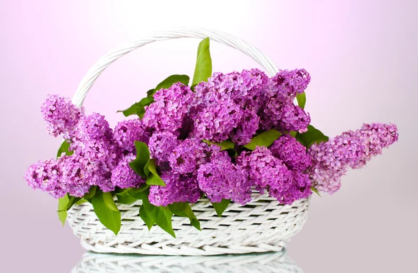 Mooie lila bloemen in mand op paarse achtergrond — Stockfoto