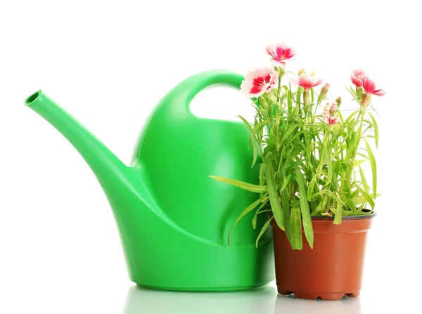 水まき缶、白で隔離される植木鉢の植物 — ストック写真