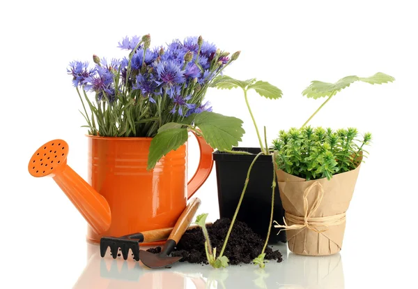 Regar lata, ferramentas e plantas em vaso isolado em branco — Fotografia de Stock