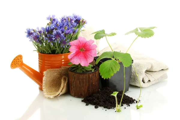 Watering can and plants in flowerpot isolated on white — Stock Photo, Image